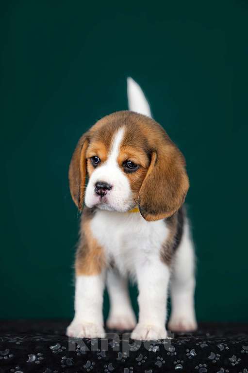 Собаки в Москве: Щенок Бигля питомник РКФ Мальчик, 70 000 руб. - фото 1