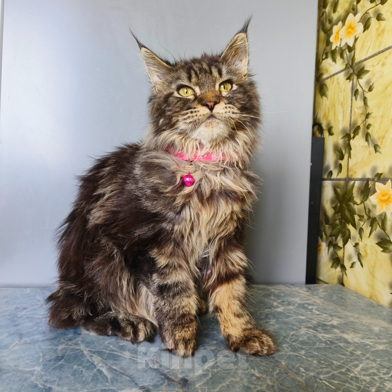 Кошки в Москве: Котёнок Мейн-кун Девочка Девочка, 45 000 руб. - фото 2