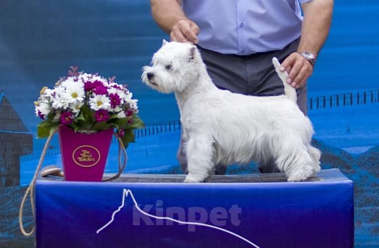 Собаки в Москве: Открыт для вязок Мальчик, 100 руб. - фото 2