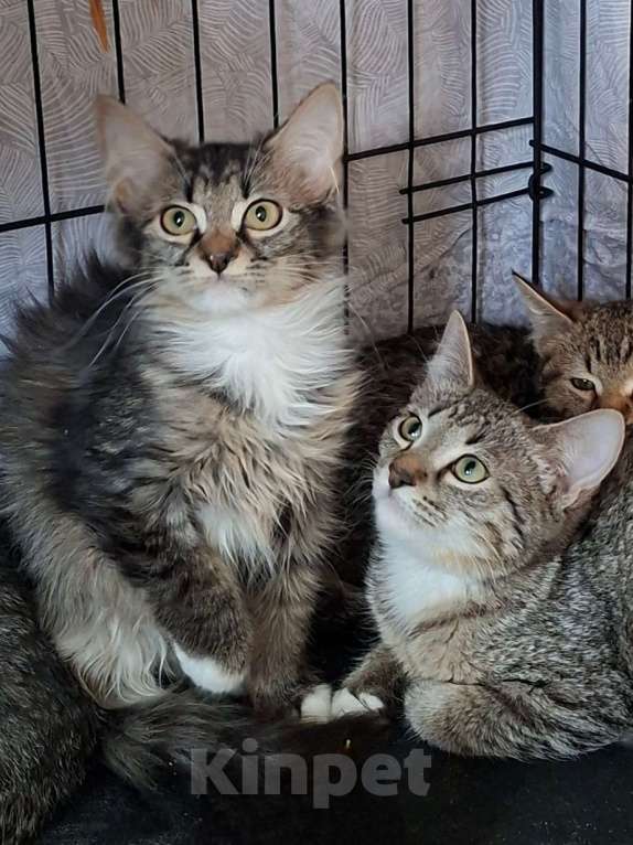 Кошки в Москве: Лаванда Девочка, Бесплатно - фото 4