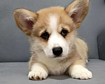 Собаки в других городах Краснодарского края: Мальчик-крвсавчик вельш-корги пемброк Мальчик, 50 000 руб. - фото 2