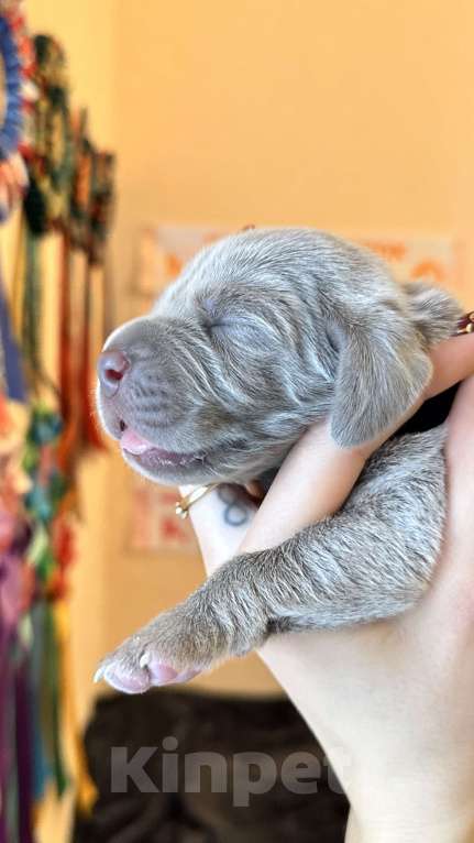 Собаки в Видном: Щенки Веймаранера Мальчик, 80 000 руб. - фото 2