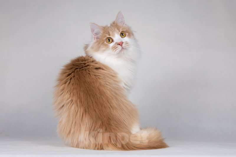 Кошки в Москве: Пирожок - котик, который улыбается. Мальчик, Бесплатно - фото 7