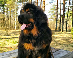 Собаки в Юже: Тибетский мастиф  Девочка, 60 000 руб. - фото 1