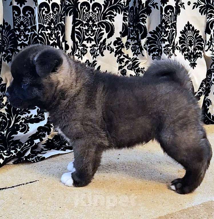 Собаки в Магнитогорске: Продажа щенки Мальчик, 50 000 руб. - фото 5