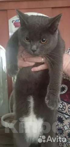 Кошки в Ханты-Мансийске: Шотландский прямоухий длинношёрстный, взрослый кот Мальчик, Бесплатно - фото 2