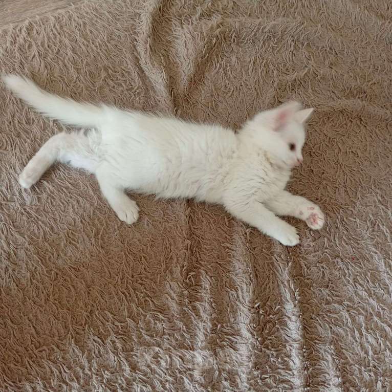 Кошки в других городах Приморского края: Отдам в добрые руки Мальчик, Бесплатно - фото 7