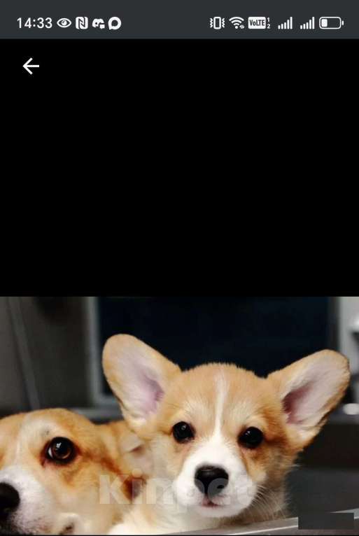 Собаки в Краснодаре: Щенок девочка Девочка, Бесплатно - фото 5