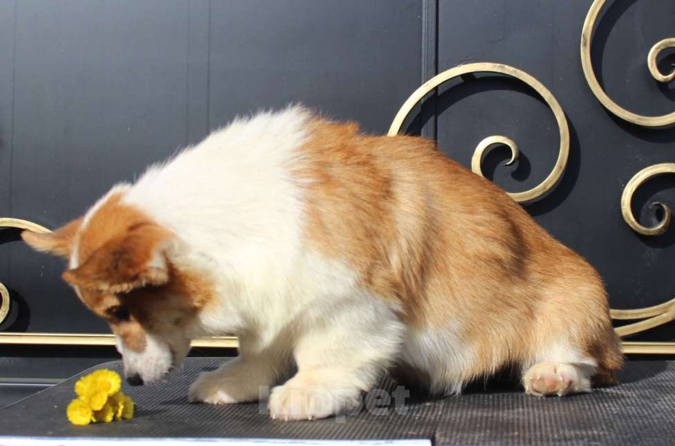 Собаки в Москве: вельш корги пемброк щенки от Интерчемпиона Девочка, 65 000 руб. - фото 8