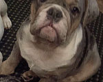 Собаки в Москве: Английский бульдог Девочка, 50 000 руб. - фото 7