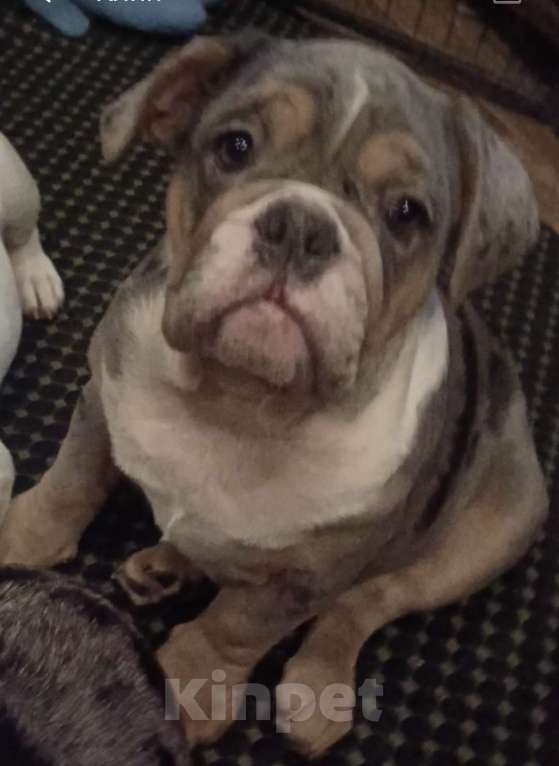 Собаки в Москве: Английский бульдог Девочка, 50 000 руб. - фото 7