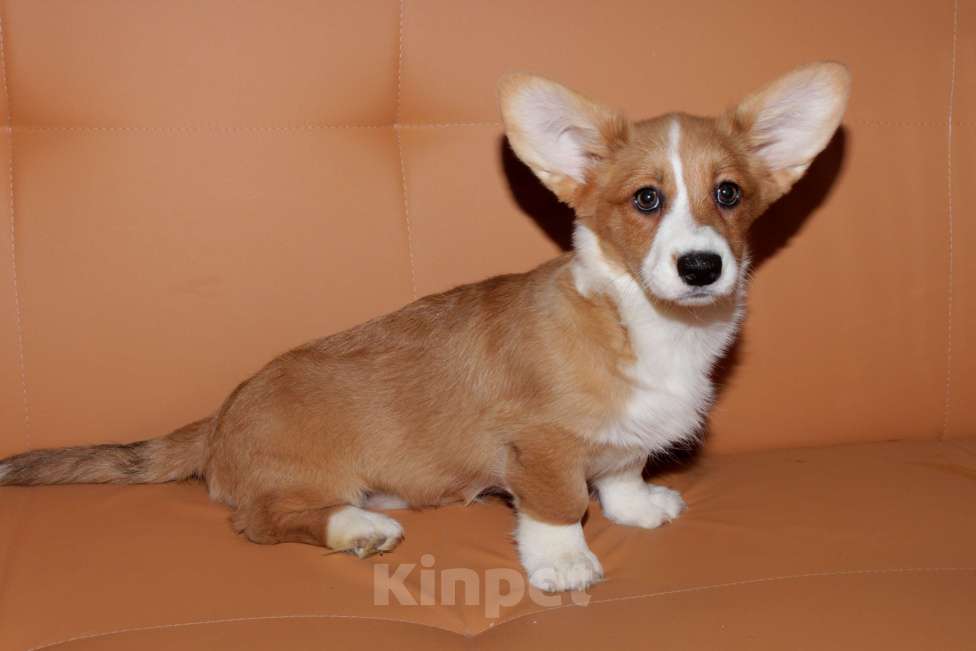 Собаки в Москве: Корги щенки рыжие девочки Девочка, 25 000 руб. - фото 5