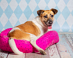 Собаки в Москве: Метис джек-рассел-терьера Герда в дар Девочка, 1 руб. - фото 1