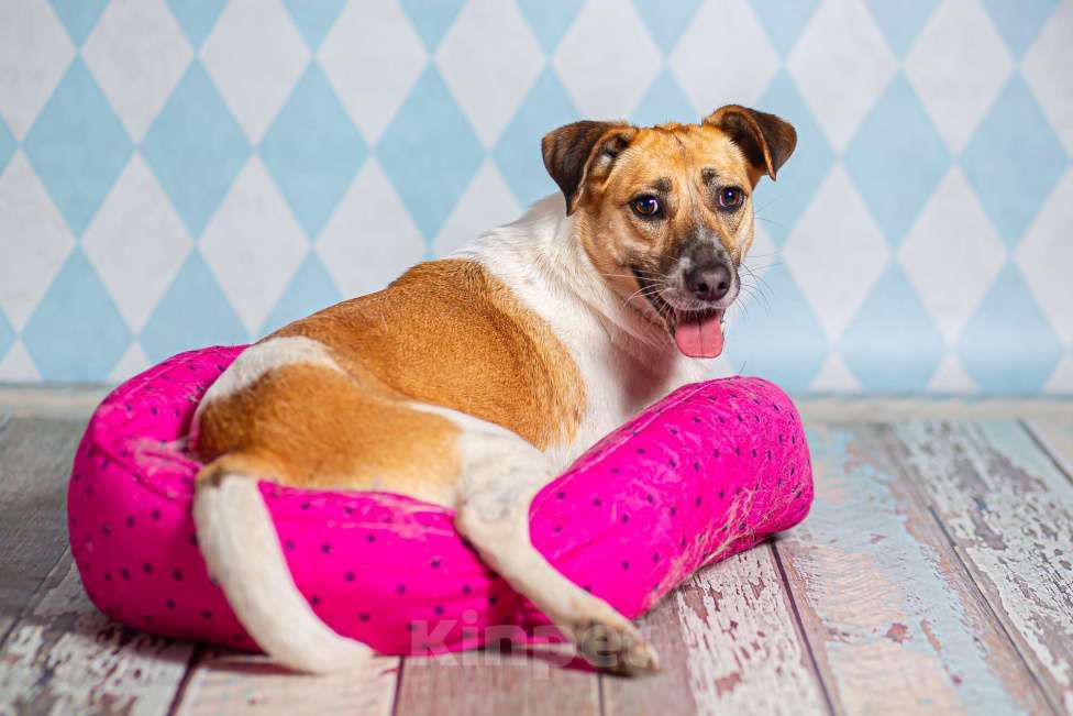 Собаки в Москве: Метис джек-рассел-терьера Герда в дар Девочка, 1 руб. - фото 1