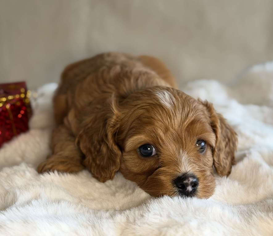 Собаки в Москве: Мальчик Кавапу Мальчик, 65 000 руб. - фото 2