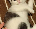 Кошки в Москве: Котёнок мальчик, 2 мес. от сибирской кошки Мальчик, 3 000 руб. - фото 2