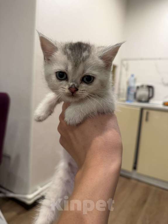 Кошки в Новосибирске: Котята британской шиншиллы Девочка, 13 000 руб. - фото 6