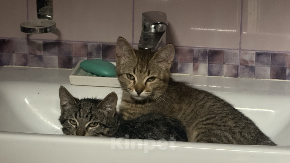 Кошки в Москве: Пара котят в добрые руки Разнополые, Бесплатно - фото 6