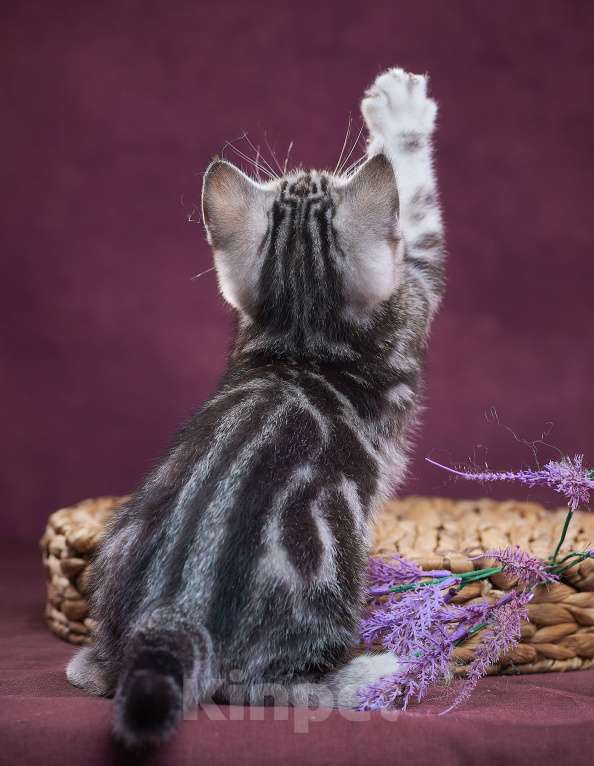 Кошки в Барнауле: Котик-страйт Тамерлан💚 Мальчик, Бесплатно - фото 6