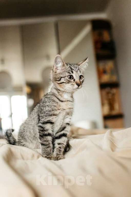 Кошки в Москве: Серый котенок Ласка в добрые руки Девочка, 1 руб. - фото 3