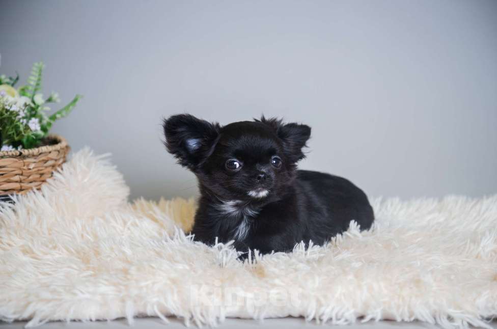 Собаки в Королеве: Чихуа-хуа мини малыш Мальчик, 45 000 руб. - фото 2