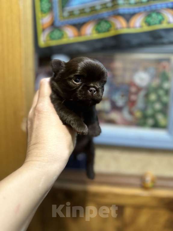 Собаки в Ростове-на-Дону: Чихуахуа Девочка, 50 000 руб. - фото 10