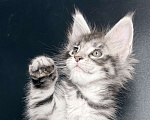 Кошки в других городах Московской области: Серебристая тигрулька Девочка, 30 000 руб. - фото 3