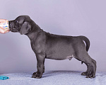 Собаки в Нижнем Новгороде: Немецкий Дог Чемпион Моего Сердца (Голубая лента) Мальчик, 100 000 руб. - фото 3