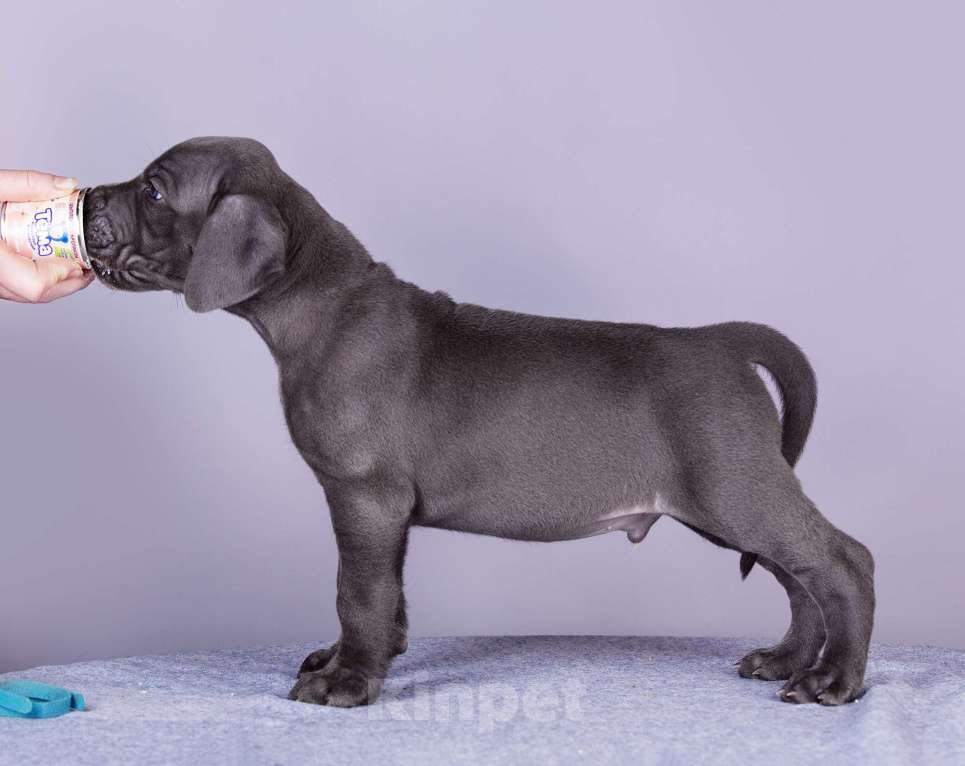 Собаки в Нижнем Новгороде: Немецкий Дог Чемпион Моего Сердца (Голубая лента) Мальчик, 100 000 руб. - фото 3