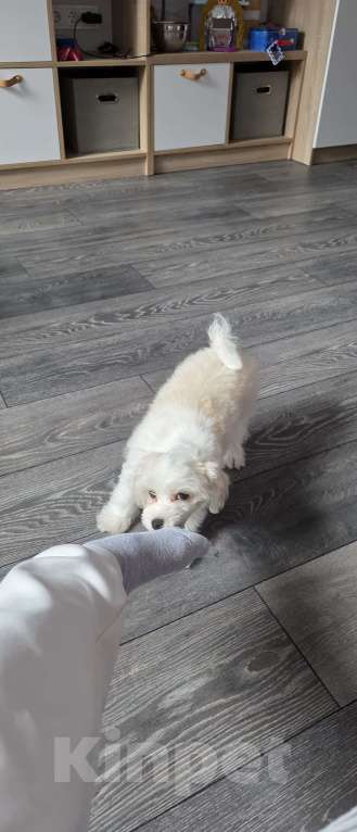 Собаки в Санкт-Петербурге: Продам Мальтипу Мальчик, 30 000 руб. - фото 1