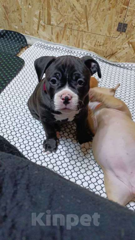 Собаки в Орске: Американский булли покет Разнополые, Бесплатно - фото 10