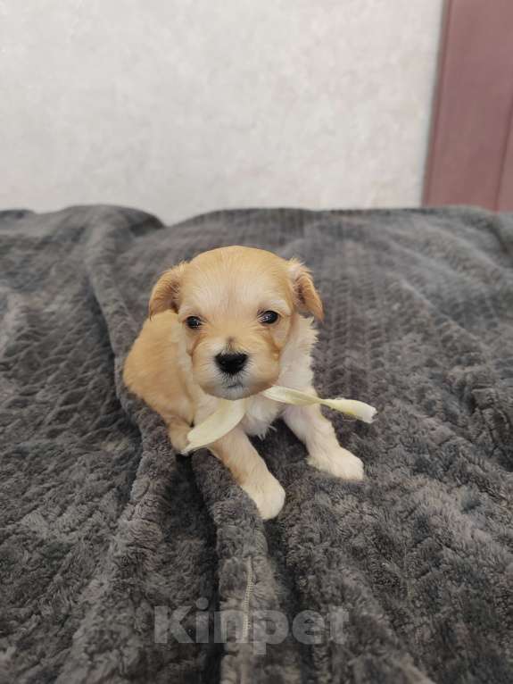 Собаки в Энгельс-19: Малыши мальтипу f1 Мальчик, 120 000 руб. - фото 7
