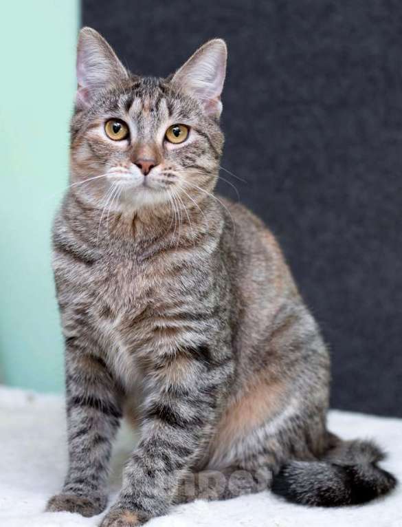 Кошки в Москве: Серая полосатая ласковая котёнок Тея в дар Девочка, 1 руб. - фото 10
