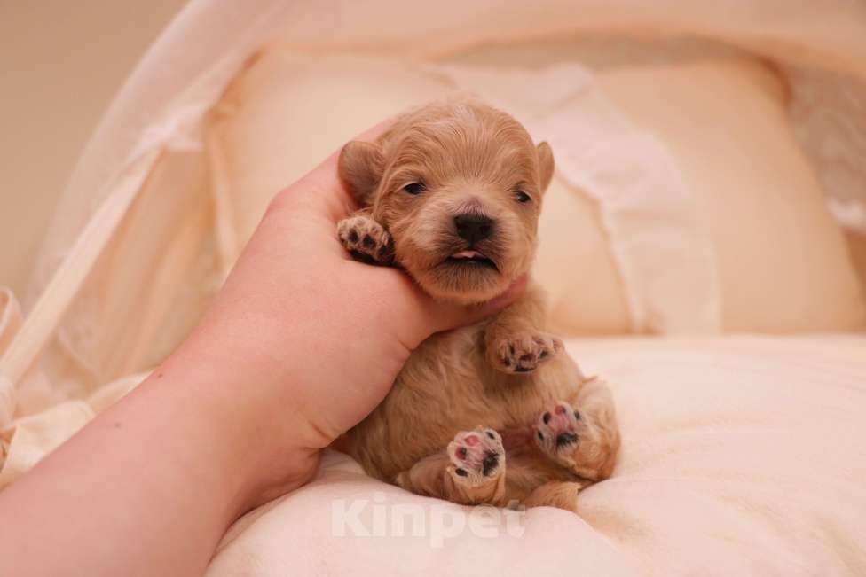 Собаки в Москве: Мальтипу мальчик Корея микро Мальчик, 130 000 руб. - фото 2