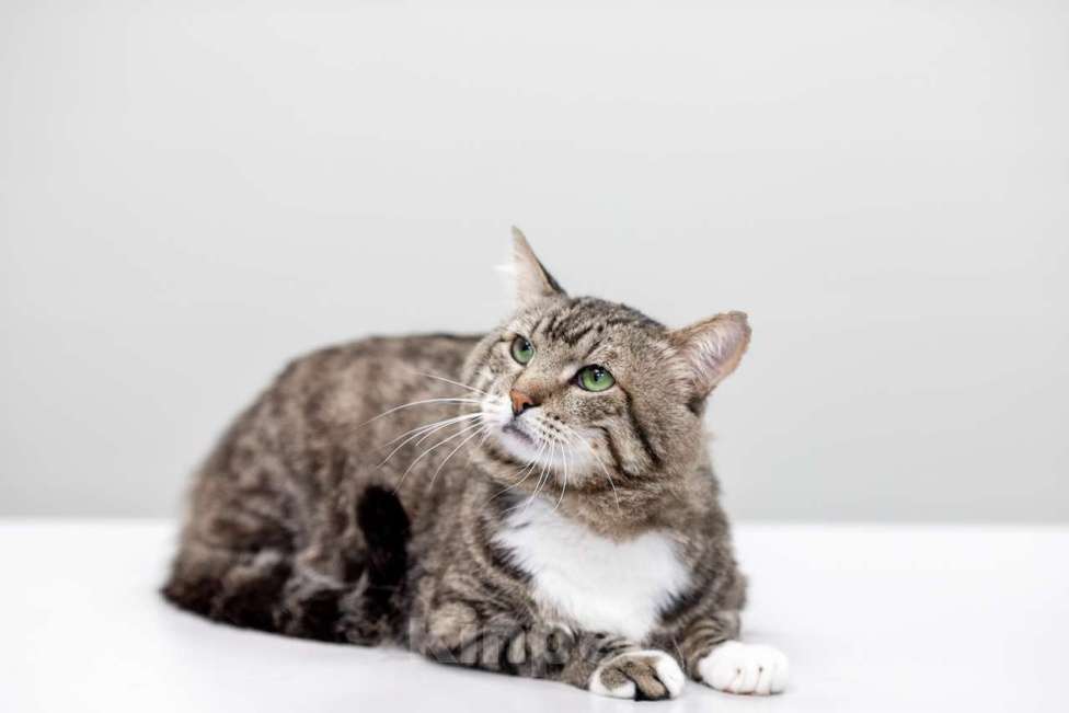 Кошки в Москве: Кот Сатурн в добрые руки Мальчик, Бесплатно - фото 2