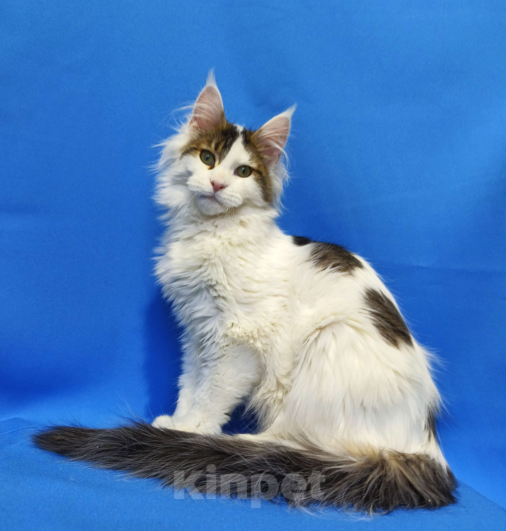 Кошки в Москве: Котенок Мейн-Кун Полидакт Мальчик, 85 000 руб. - фото 6