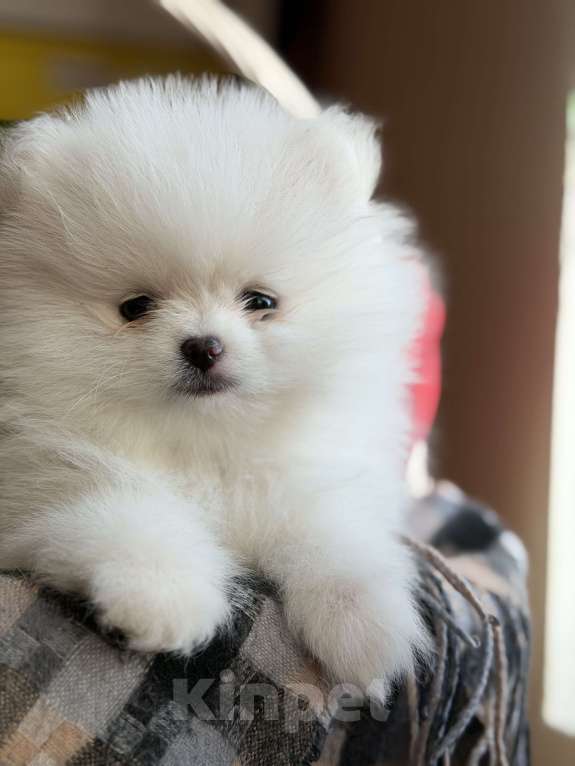 Собаки в Красногорске: Померанский шпиц Девочка, Бесплатно - фото 2