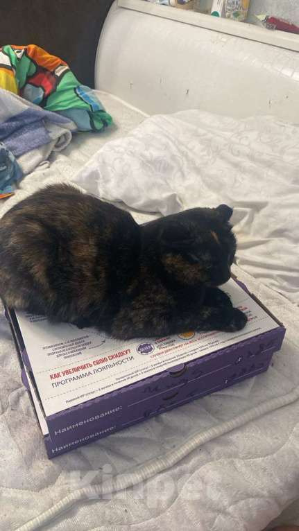 Кошки в Санкт-Петербурге: Две девочки сестрички кошечки Девочка, Бесплатно - фото 3