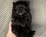 Собаки в Екатеринбурге: Померанский шпиц, щенок  Мальчик, 25 000 руб. - фото 5