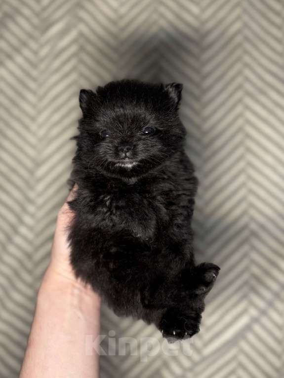 Собаки в Екатеринбурге: Померанский шпиц, щенок  Мальчик, 25 000 руб. - фото 5