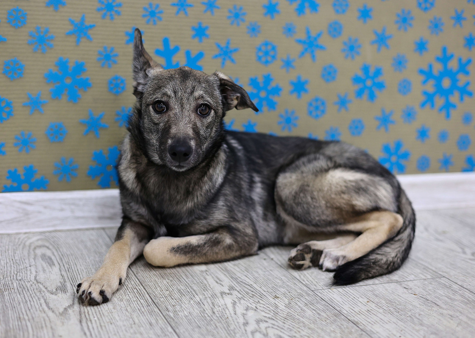 Собаки в Москве: Щенки бесплатно в Москве Девочка, Бесплатно - фото 5