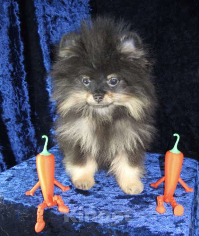 Собаки в Москве: Мальчик-Померанчик Мальчик, 65 000 руб. - фото 1