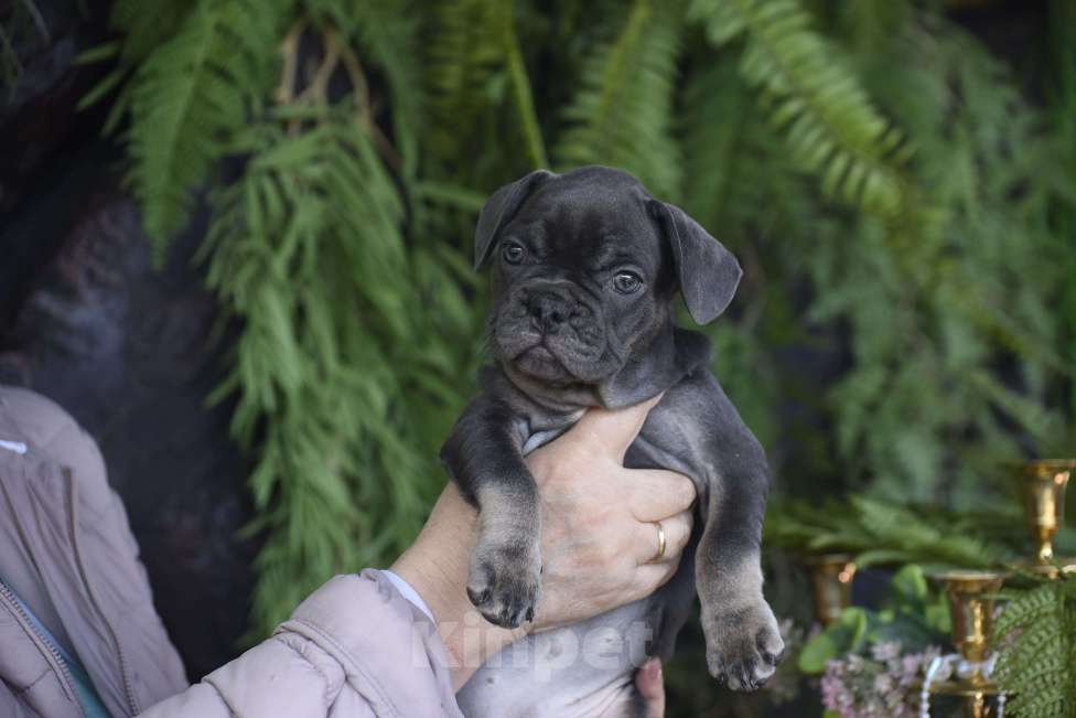 Собаки в Москве: девочка окрас голубой подпал Девочка, 50 000 руб. - фото 2