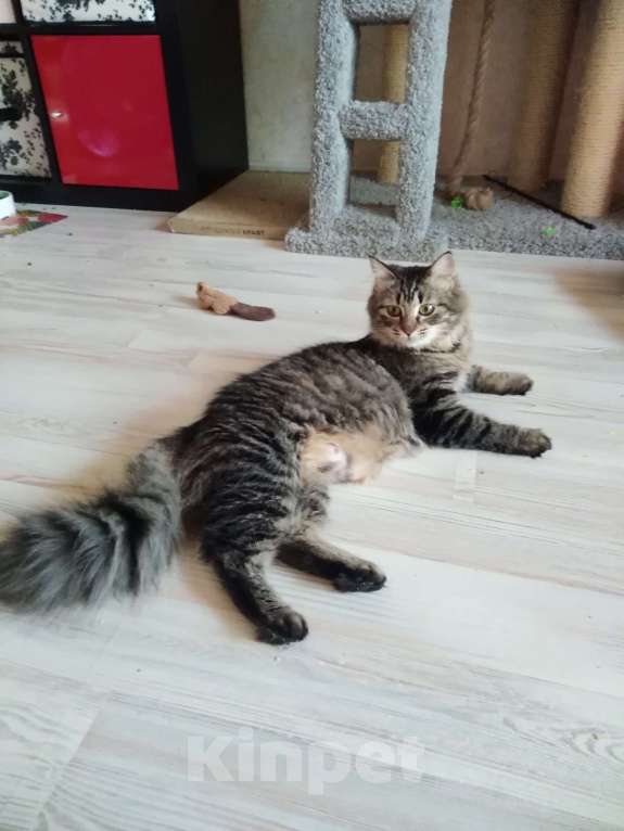 Кошки в Санкт-Петербурге: Молодая кошечка зеленоглазка Девочка, Бесплатно - фото 5