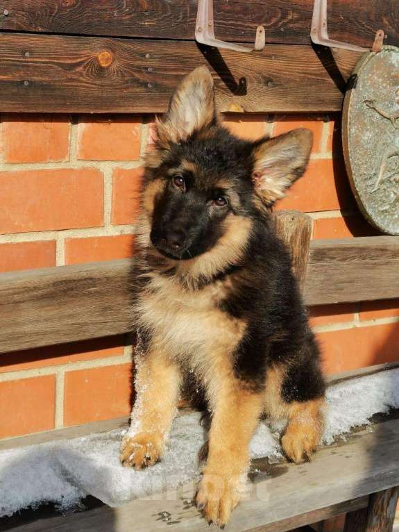 Собаки в Иркутске: Щенки немецкой овчарки Девочка, 45 000 руб. - фото 6