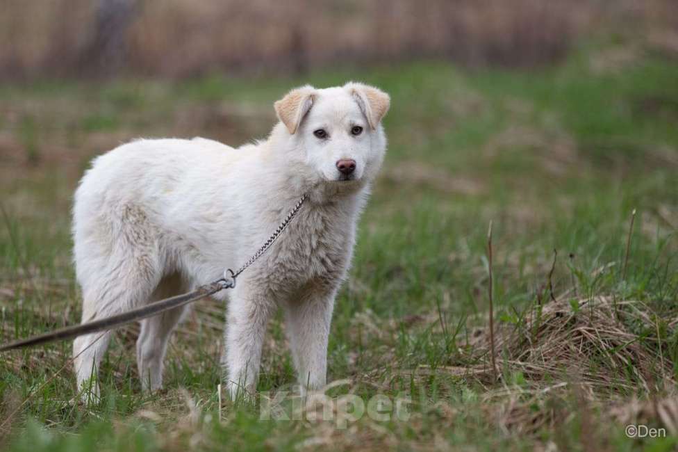 Собаки в Москве: Снежа - нежный и белоснежные щенок в дар Девочка, 100 руб. - фото 1