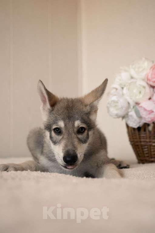 Собаки в Санкт-Петербурге: Уриэль волчья собака Саарлоса Мальчик, 180 000 руб. - фото 1