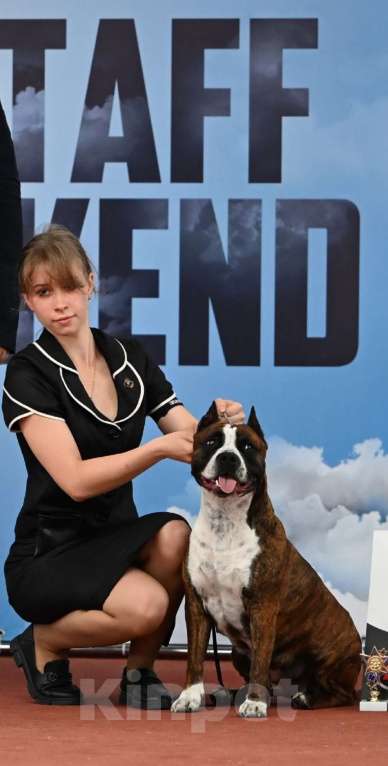 Собаки в Волхове: Щенок амстафф Мальчик, 95 000 руб. - фото 8