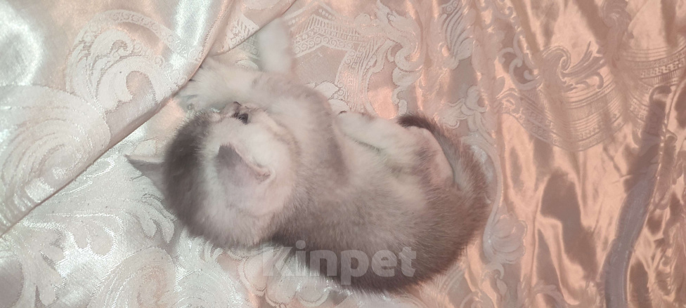 Кошки в других городах Московской области: Серебристая шиншилла скоттиш-страйт мальчик 2 Мальчик, 15 000 руб. - фото 1