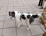 Собаки в Москве: Алабай подросток Мальчик, 10 руб. - фото 1
